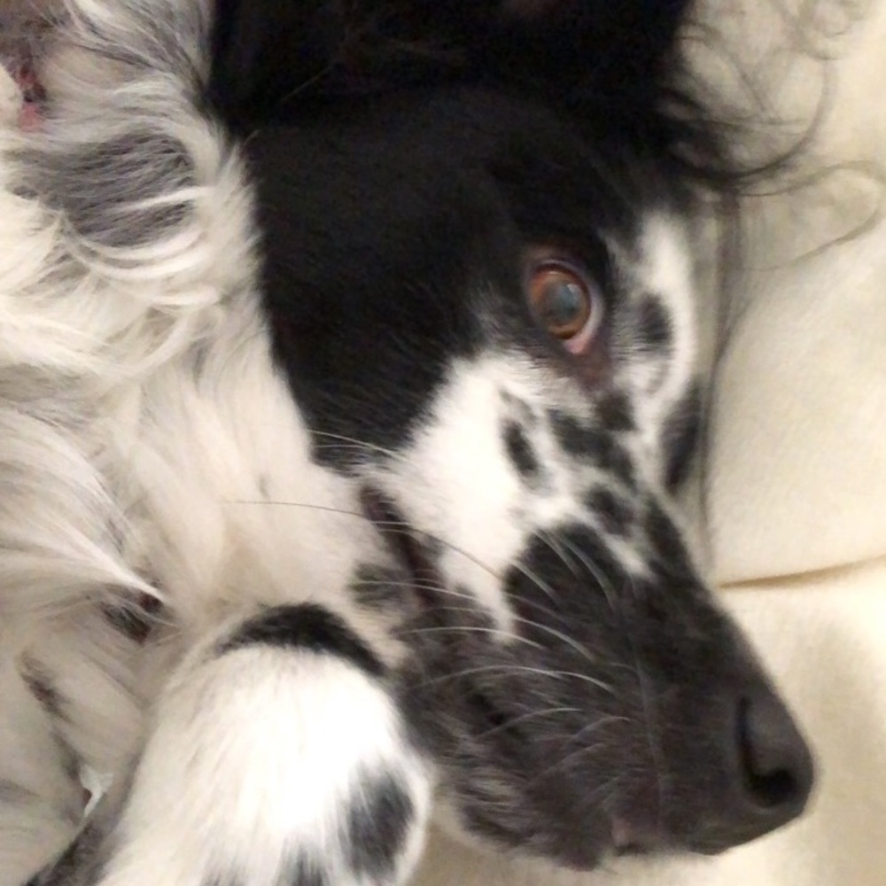 Meet your Posher, Alex